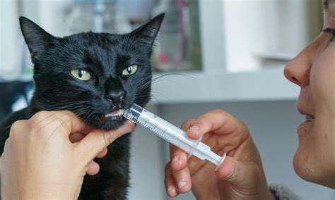 Exploring the ancient origins of magical kitty medication